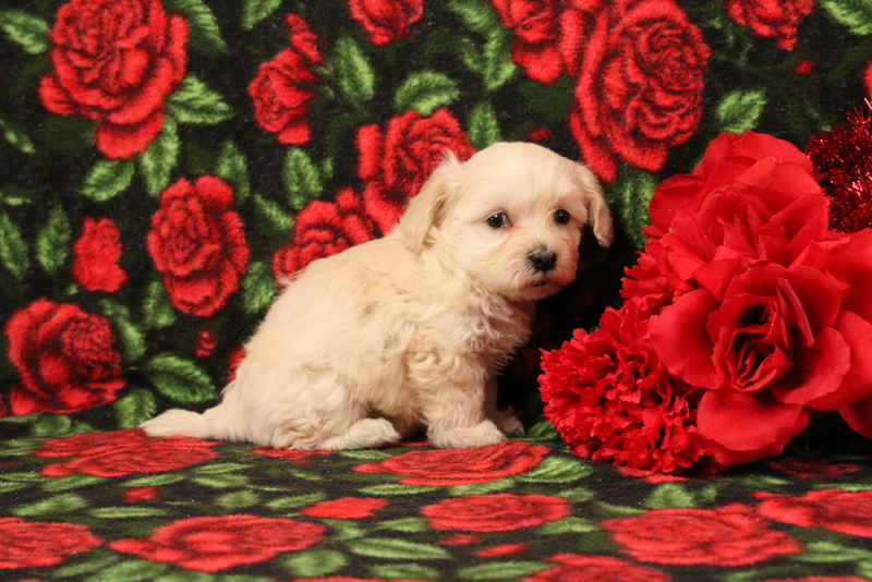 puppy, for, sale, Morkie-Poo, Matthew B. Stoltzfus, dog, breeder, Gap, PA, dog-breeder, puppy-for-sale, forsale, nearby, find, puppyfind, locator, puppylocator, aca